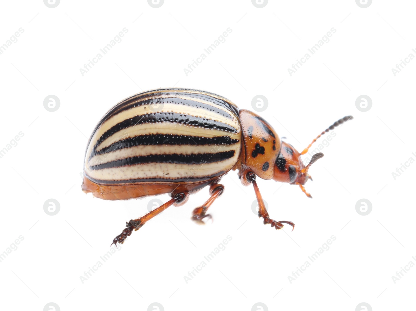 Photo of One colorado potato beetle isolated on white