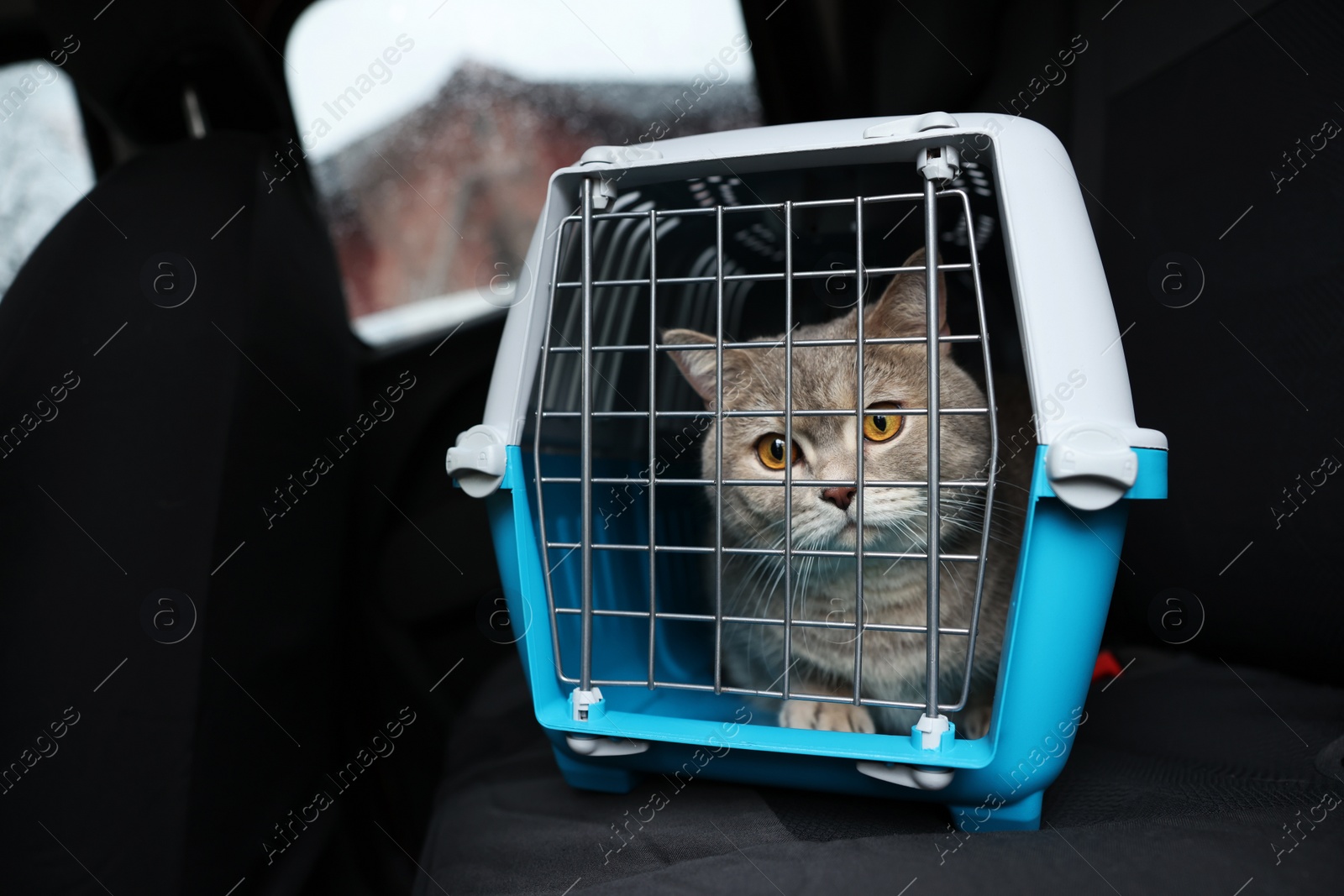 Photo of Travel with pet. Cute cat in carrier inside car, space for text