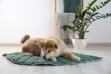 Photo of Cute Akita Inu dog on rug in room with houseplants