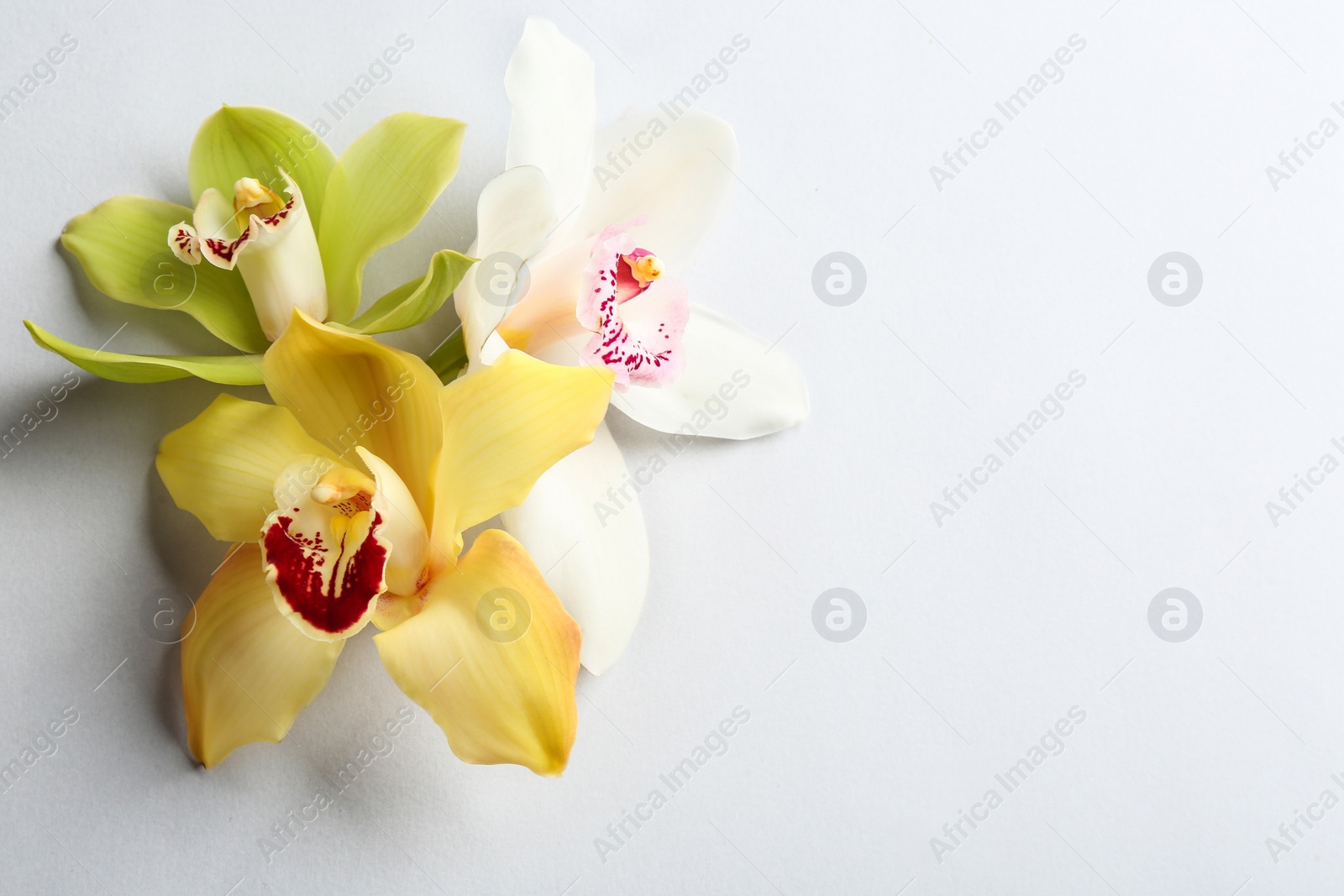 Photo of Beautiful tropical orchid flowers on grey background, flat lay. Space for text