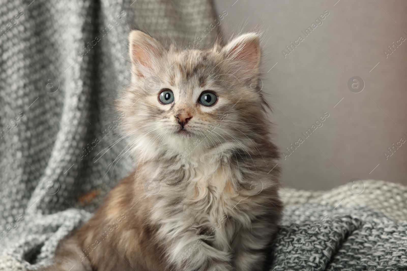 Photo of Cute kitten on knitted blanket. Baby animal