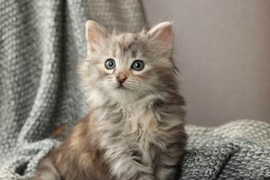 Cute kitten on knitted blanket. Baby animal