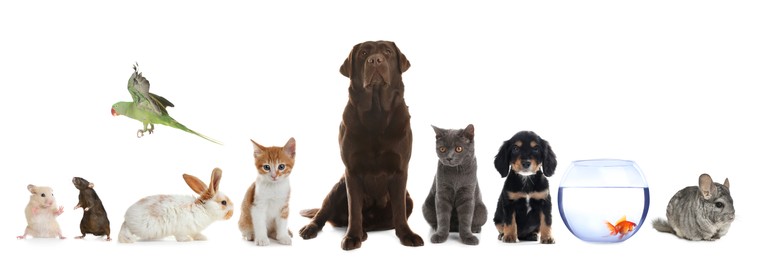 Image of Group of different domestic animals on white background, collage