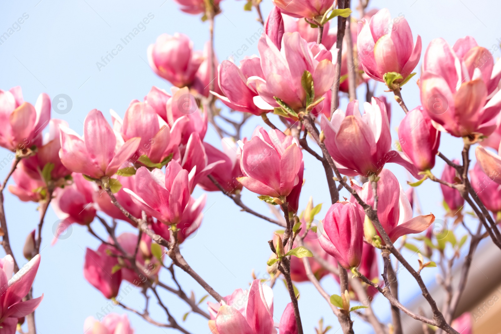 Photo of Beautiful magnolia tree with pink blossom outdoors, closeup. Spring season