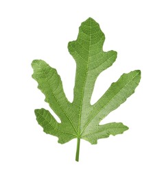 One green leaf of fig tree isolated on white, top view