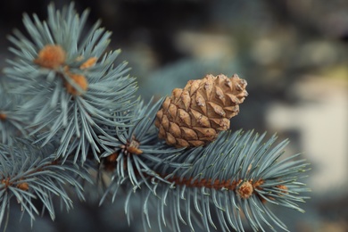 Photo of Blue spruce branch with cone outdoors, closeup
