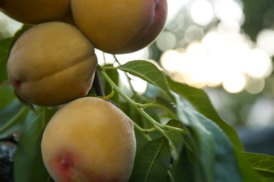 Photo of Ripening peaches on tree branch in garden, closeup. Space for text