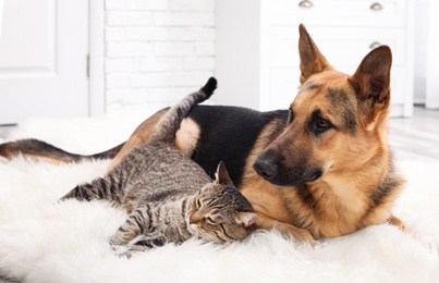 Photo of Adorable cat and dog resting together on fuzzy rug indoors. Animal friendship