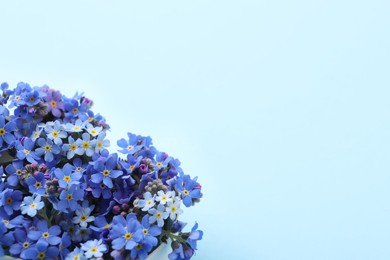 Photo of Beautiful forget-me-not flowers on light blue background. Space for text