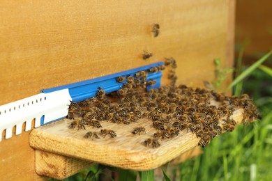 Photo of Closeup view of wooden hive with honey bees on sunny day