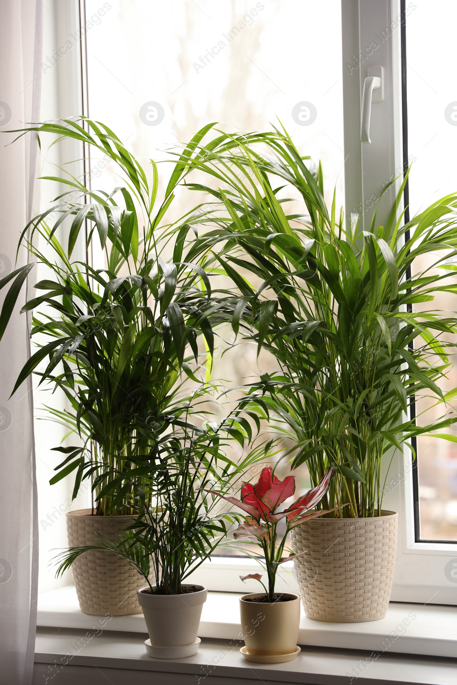 Photo of Different house plants and gardening tools on white window sill