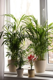 Different house plants and gardening tools on white window sill