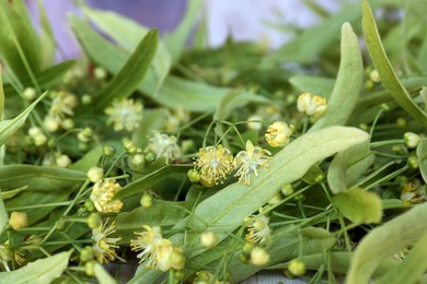 Photo of Beautiful linden blossoms and green leaves, closeup