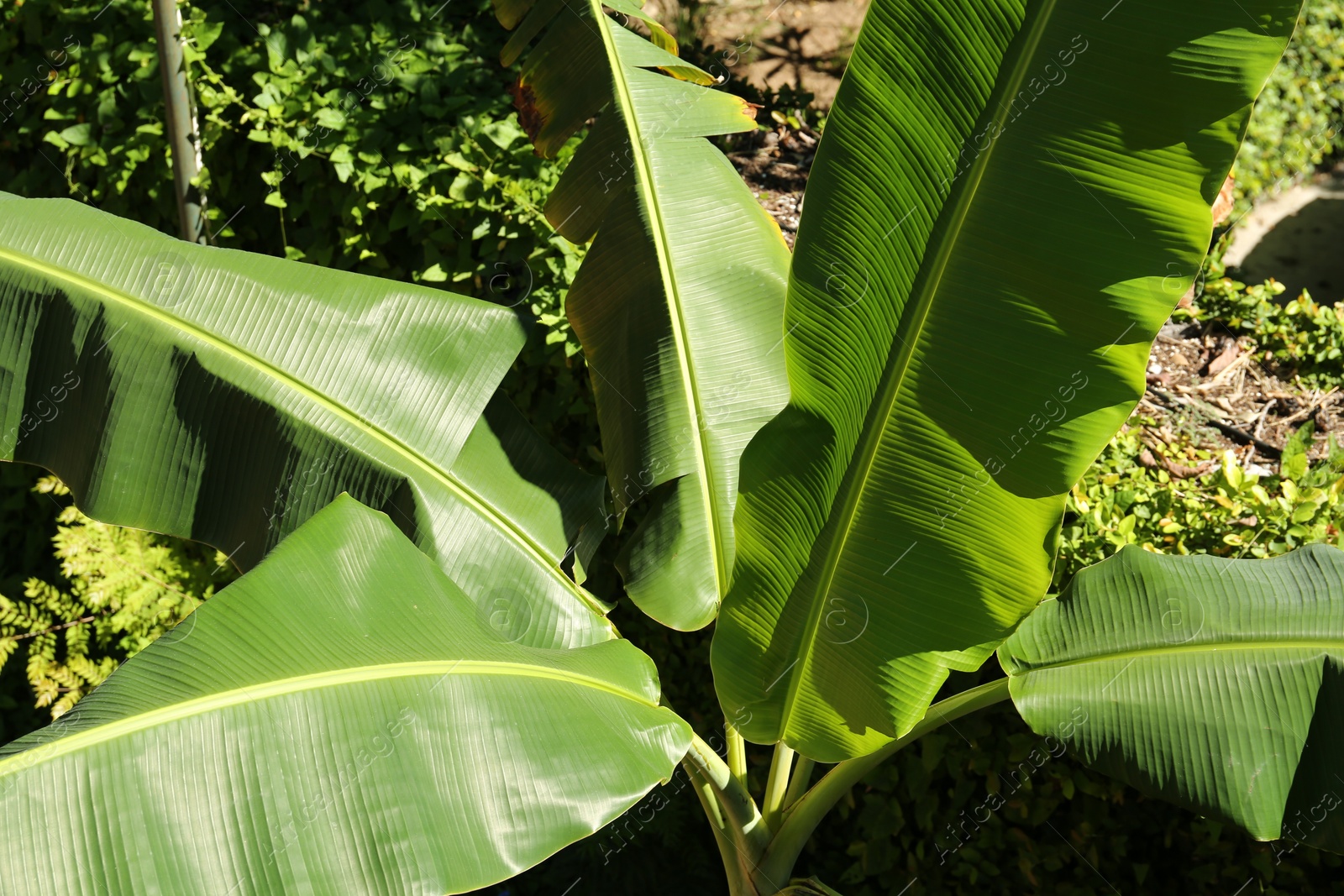 Photo of Banana tree with lush green leaves outdoors, closeup