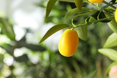 Photo of Kumquat tree with ripening fruit outdoors, closeup. Space for text