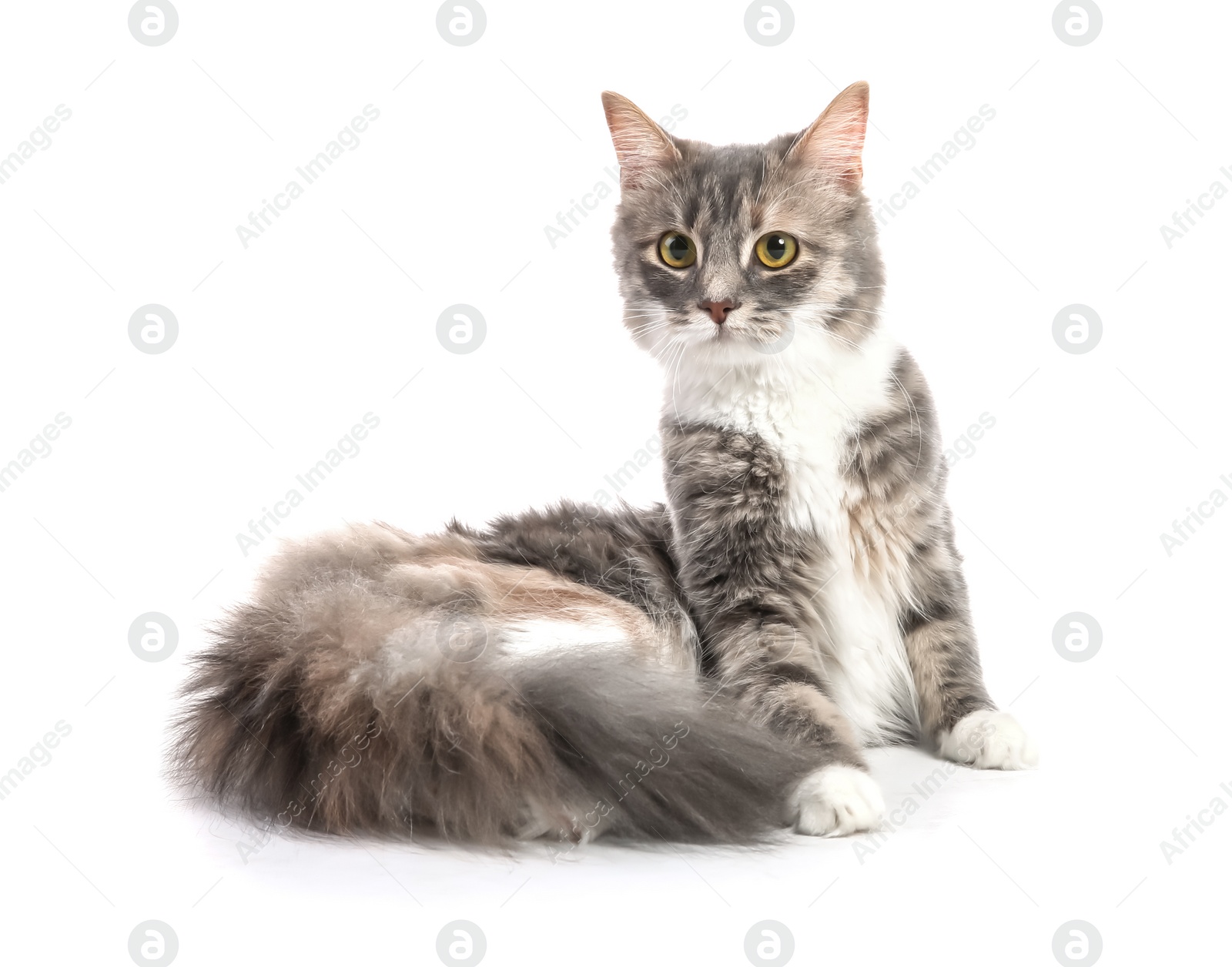 Photo of Cute fluffy cat on white background