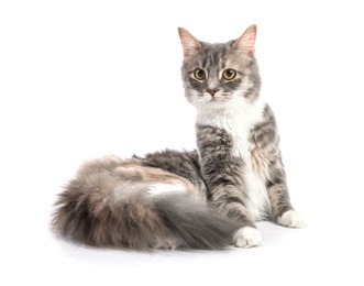 Cute fluffy cat on white background