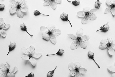 Image of Beautiful cherry tree blossoms on light background, flat lay. Black and white tone 