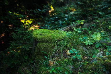 Old ruined wooden fence with moss near forest