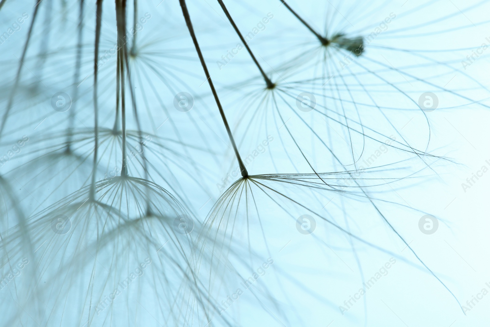 Photo of Dandelion seeds on color background, close up