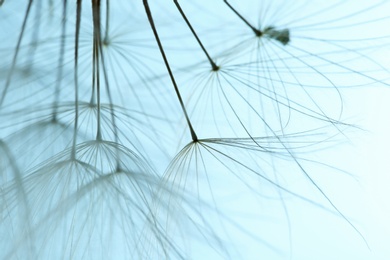 Dandelion seeds on color background, close up