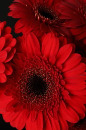 Photo of Bouquet of beautiful red gerbera flowers on black background, closeup