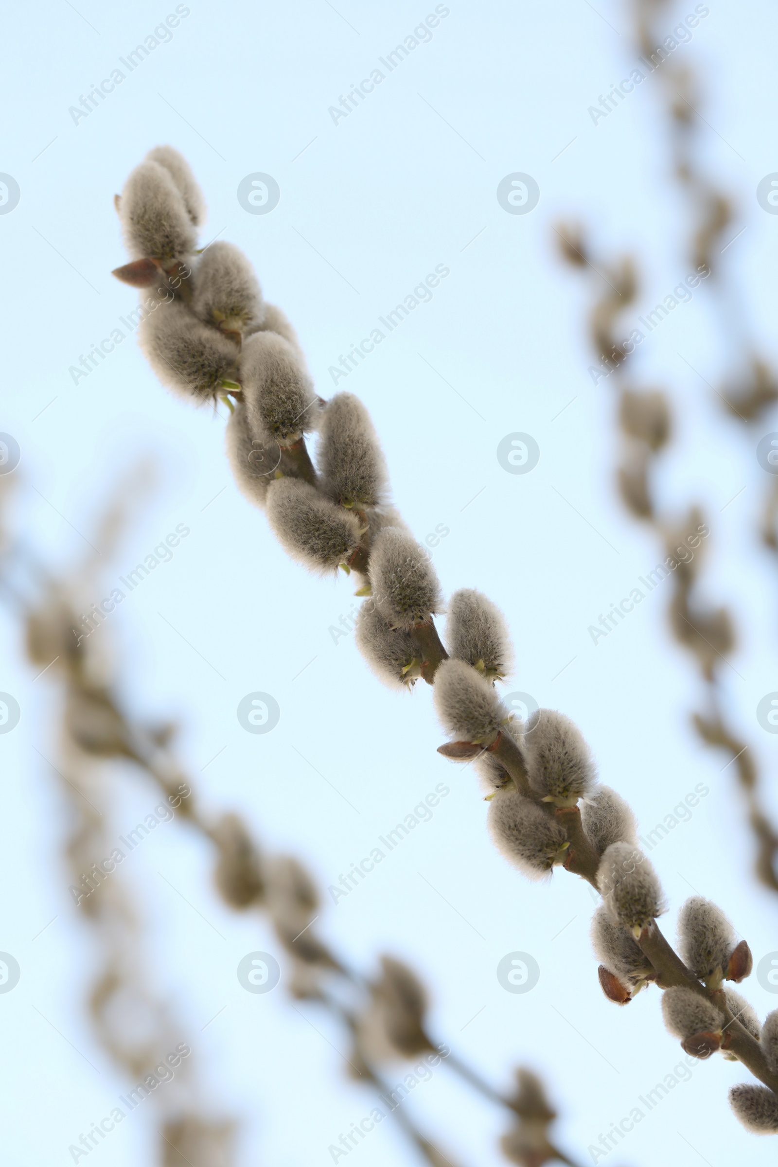 Photo of Beautiful fluffy catkins on willow tree against blue sky, closeup