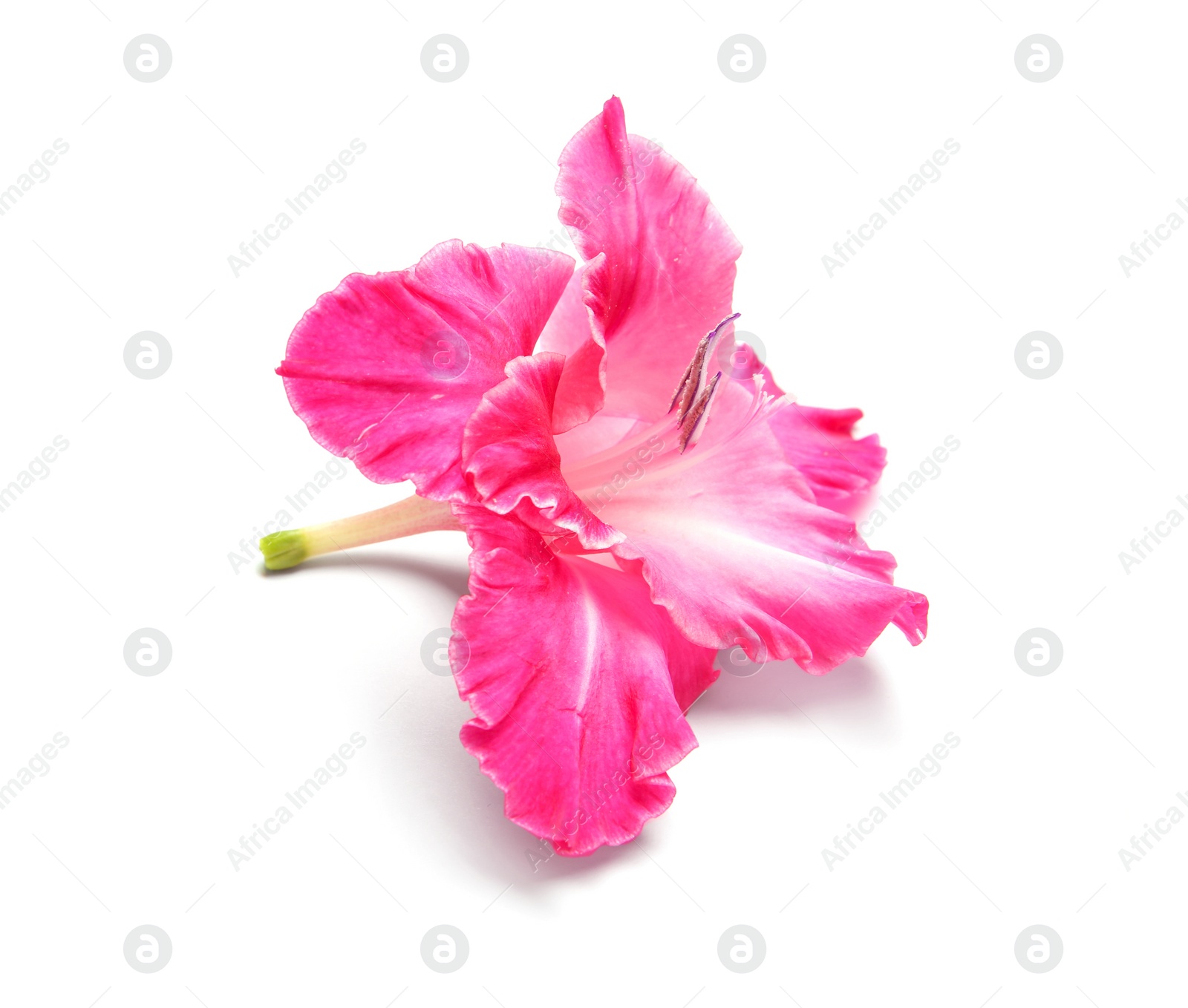 Photo of Beautiful gladiolus flower on white background