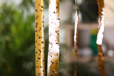 Photo of Sticky insect tapes with dead flies on blurred background