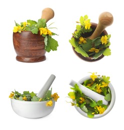 Image of Celandine and pestles in mortars on white background, collage