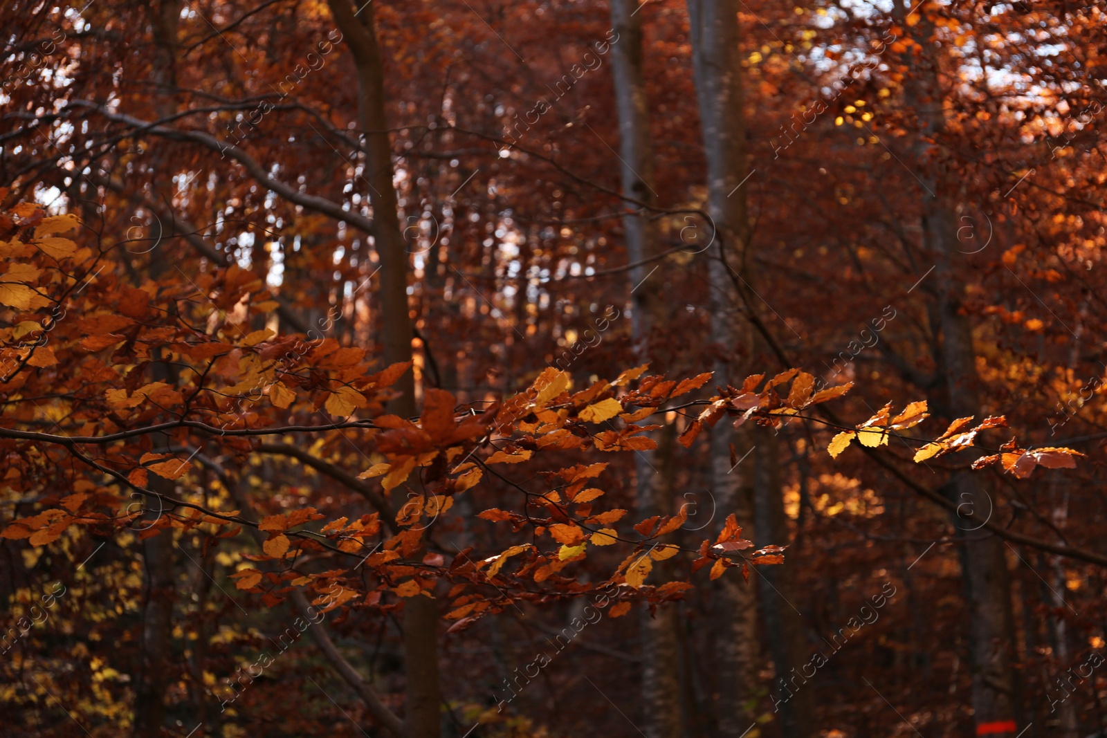 Photo of Tree in autumn forest, focus on leaves