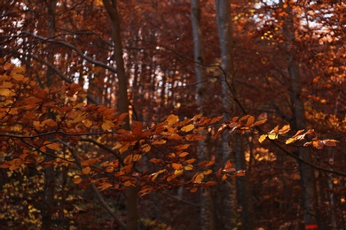 Photo of Tree in autumn forest, focus on leaves