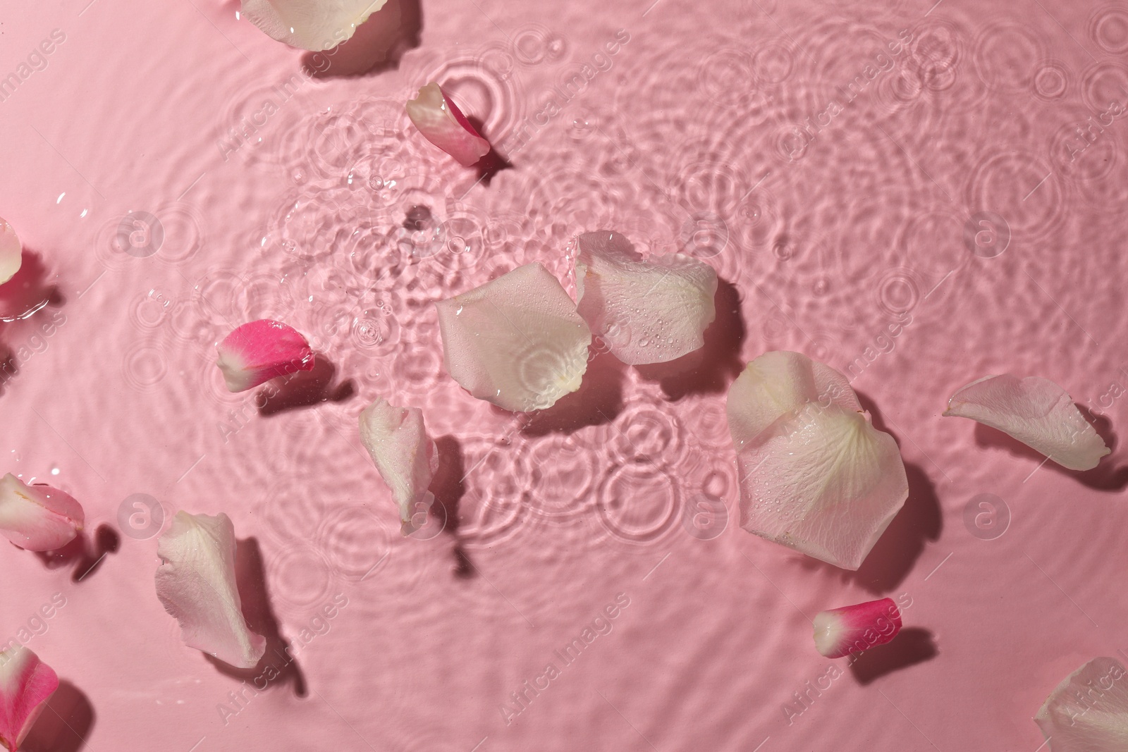 Photo of Beautiful rose petals in water on pink background, top view