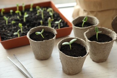 Young seedlings and tweezers on white wooden table