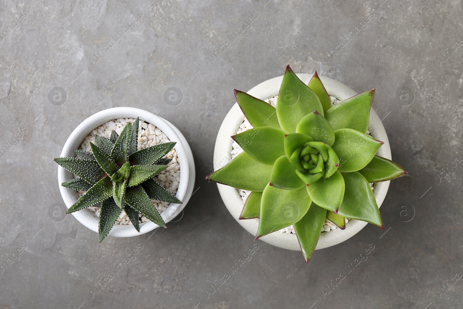 Photo of Beautiful succulent plants in pots on light gray textured background, flat lay