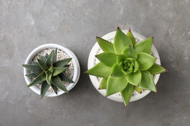 Beautiful succulent plants in pots on light gray textured background, flat lay