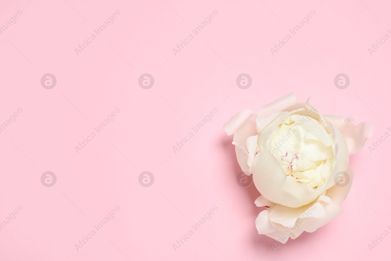 Photo of Beautiful white peony on pink background, top view. Space for text