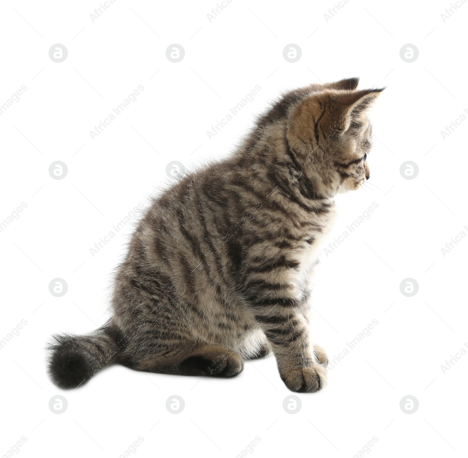 Photo of Cute tabby kitten on white background. Baby animal