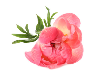 Beautiful blooming pink peony isolated on white