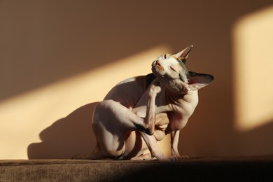 Photo of Adorable Sphynx cat on sofa near beige wall. Cute pet