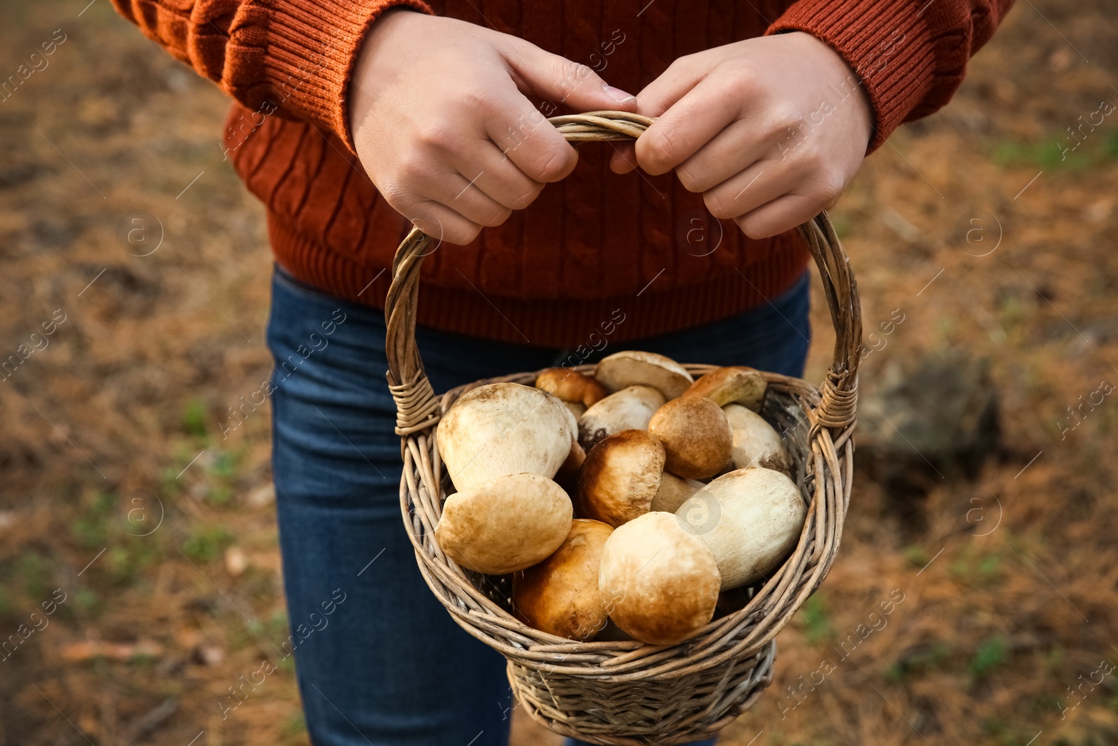 Photo of Man holding basket with porcini mushrooms in forest, closeup