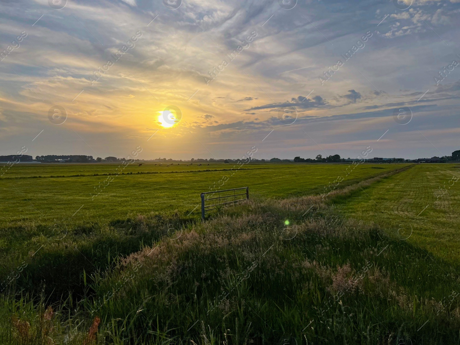 Photo of Beautiful view of green field during sunset. Picturesque landscape