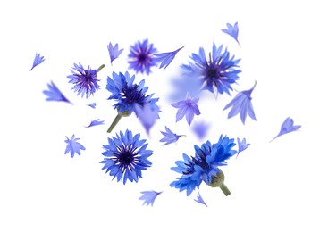 Image of Bright blue cornflowers in air on white background