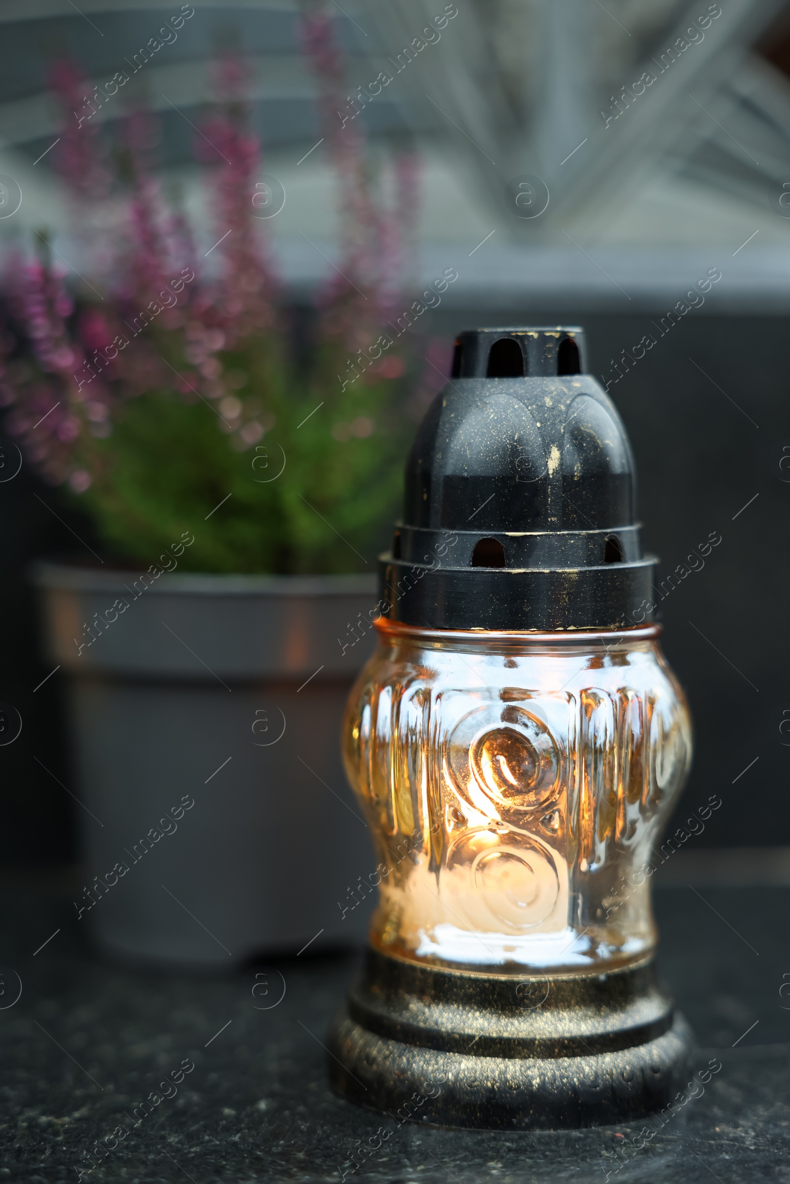 Photo of Grave light and potted heather on granite surface at cemetery, closeup