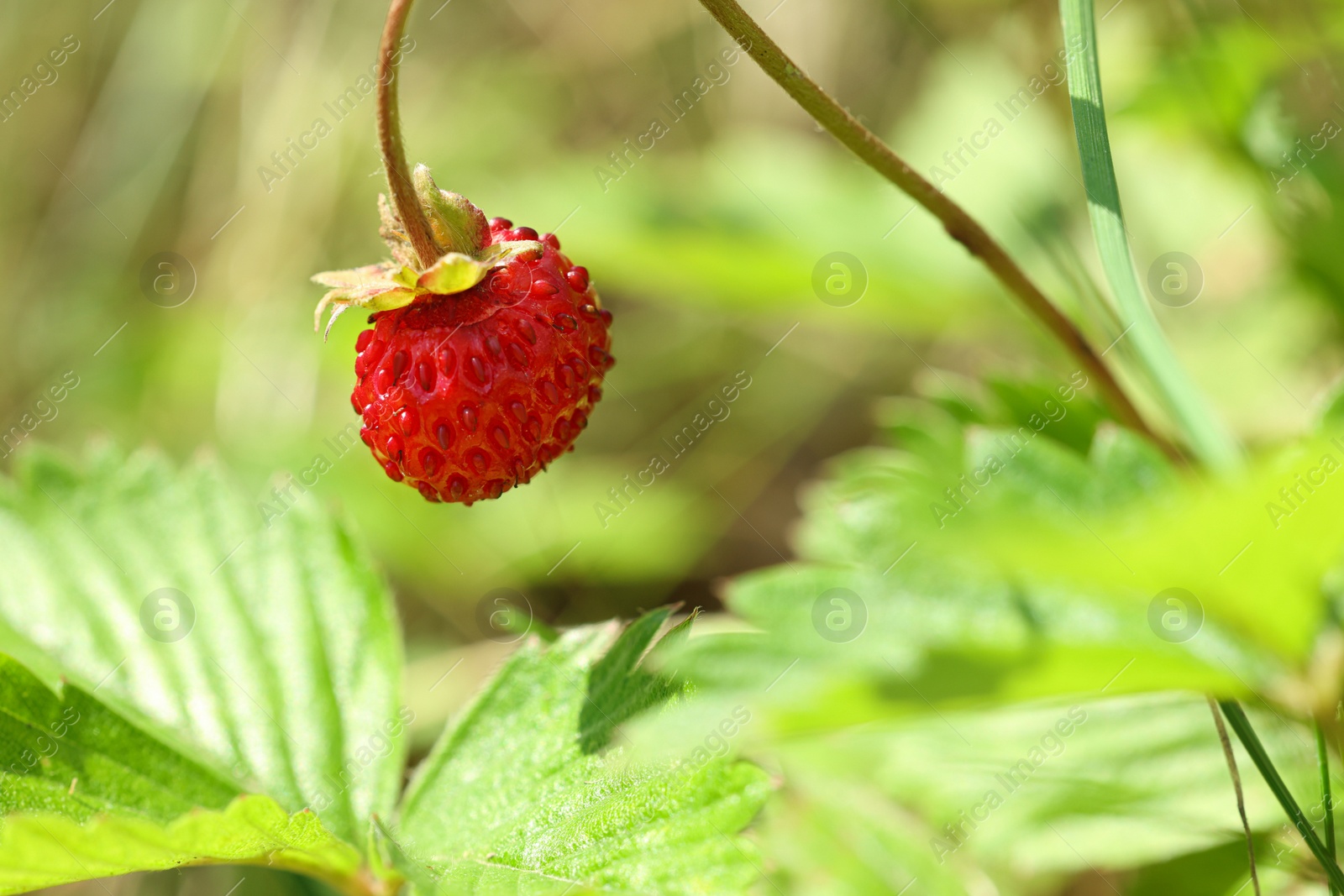 Photo of One small wild strawberry and leaves growing outdoors