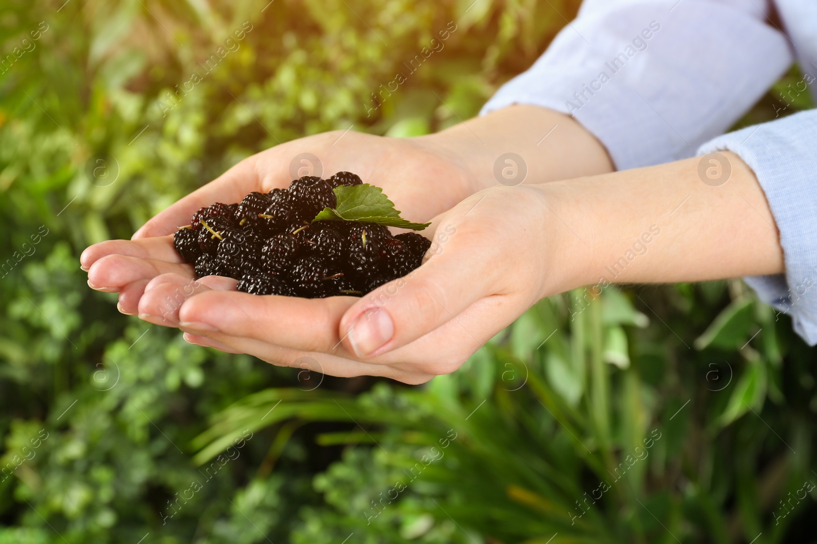 Photo of Woman holding fresh ripe black mulberries on blurred natural background, closeup