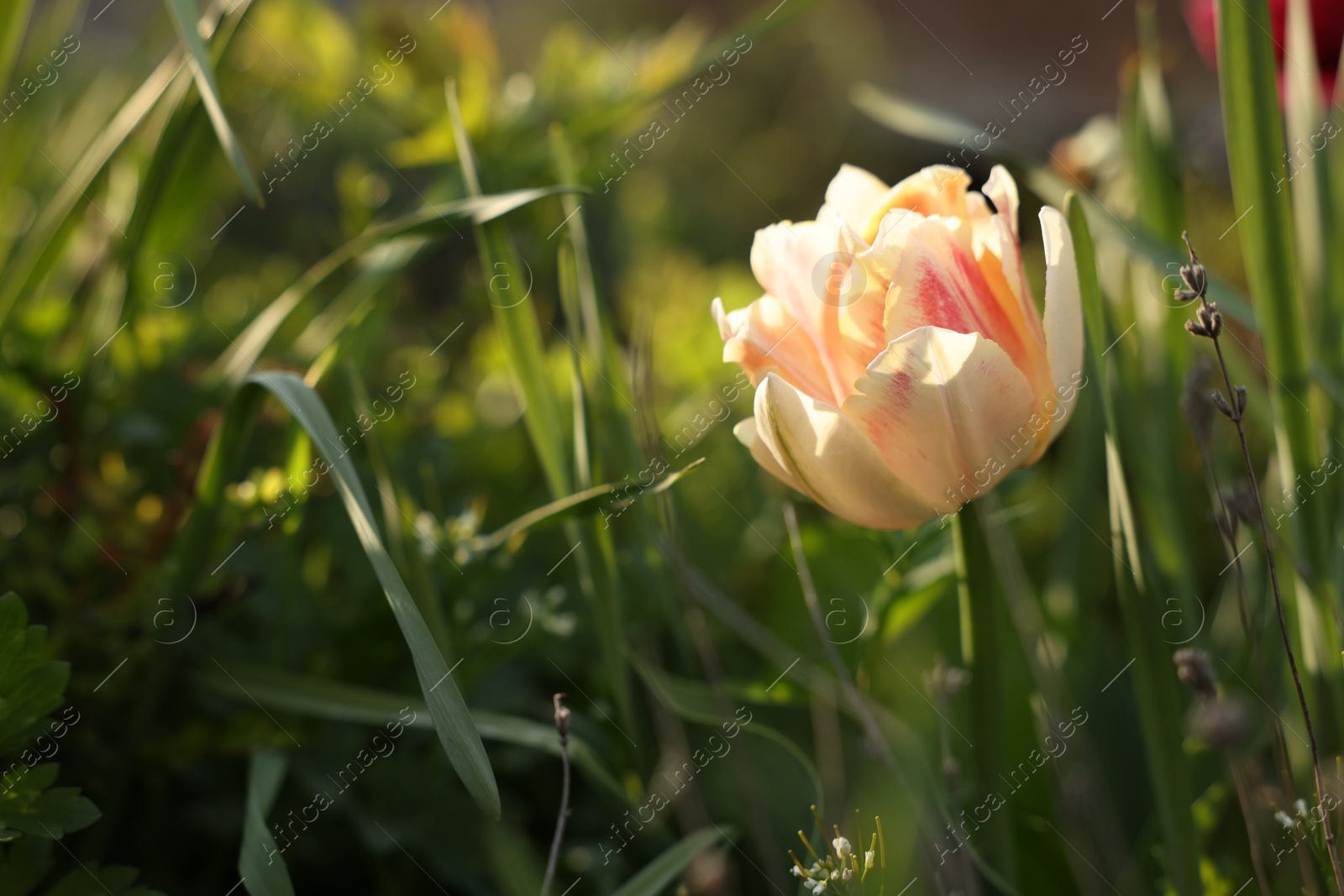 Photo of Beautiful colorful tulip growing in flower bed, closeup. Space for text