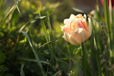 Beautiful colorful tulip growing in flower bed, closeup. Space for text