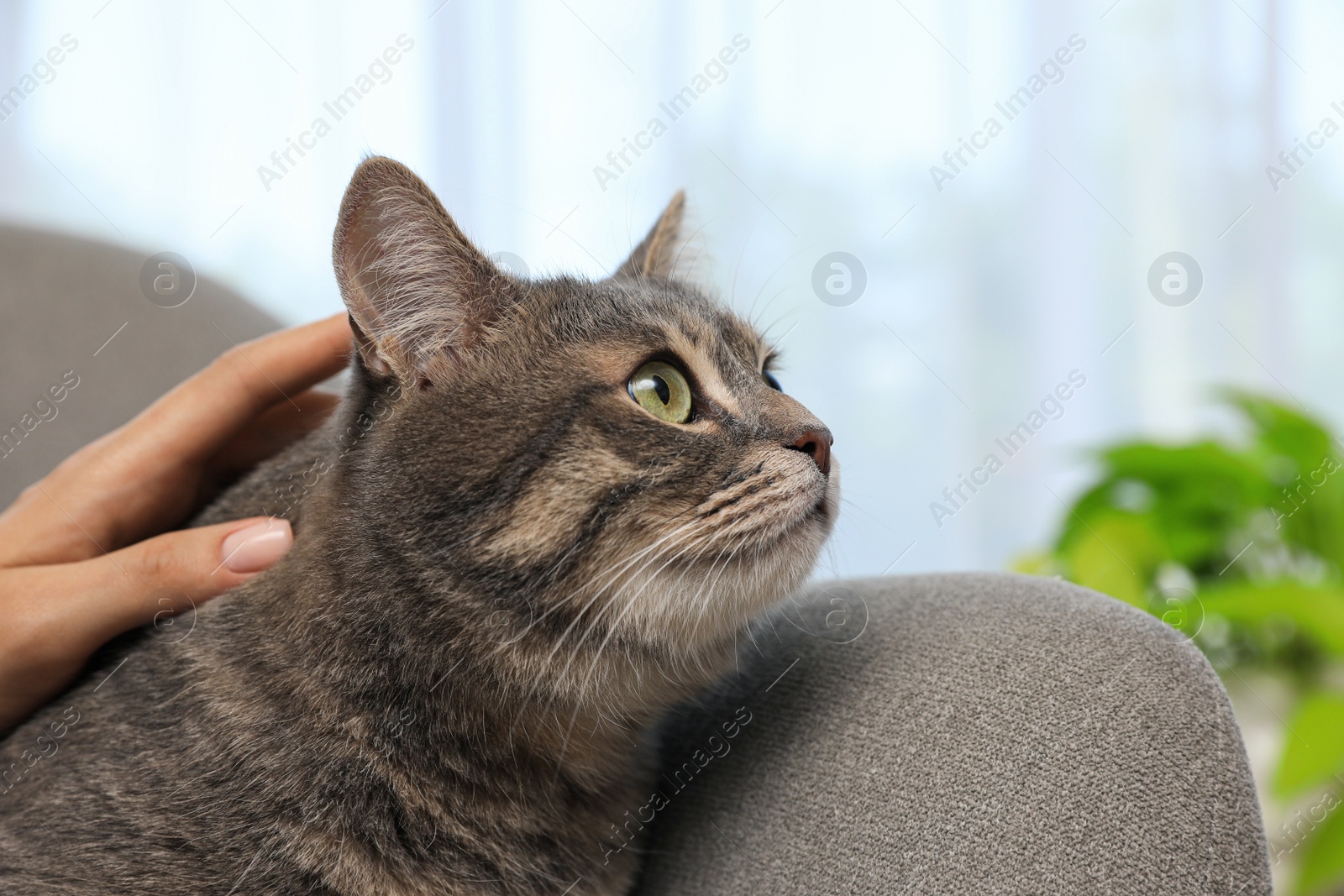 Photo of Woman stroking grey tabby cat at home, closeup. Cute pet