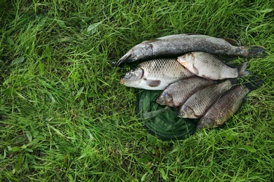 Photo of Catch and fishing net on green grass, above view. Space for text